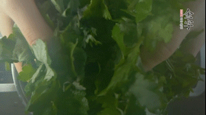 【面皮】1.鍋中水開時，放挑揀好的艾草和一撮小蘇打，第一遍煮開后倒掉，重新加水大火煮開后，小火煮1小時。煮爛的艾草用紗布瀝干。